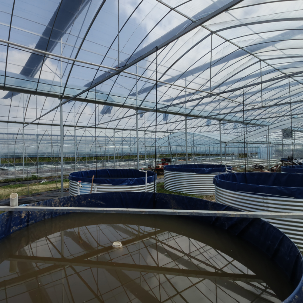 温室鱼菜共生方案